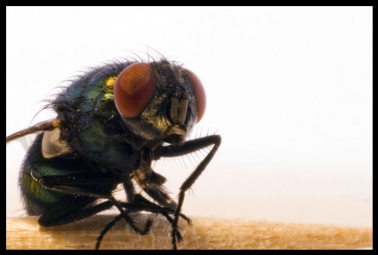 resized_flycloseup - Copy.jpg